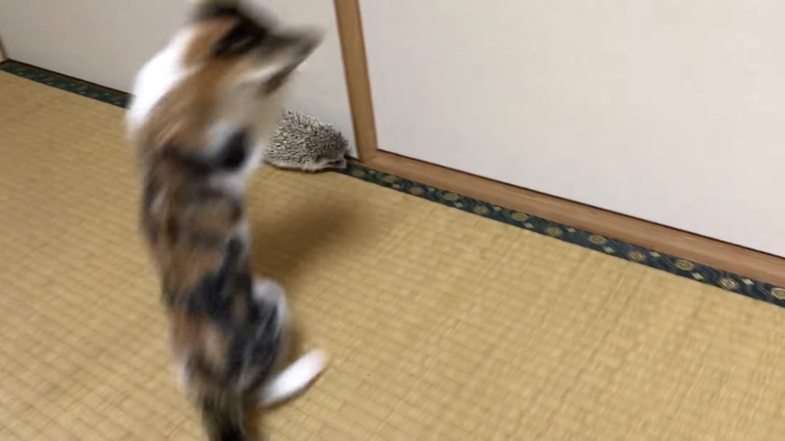 逃げるネコ 慌てて跳び逃げる。 : 猫写真家・沖 昌之のブログ 野良ねこちゃんねる。