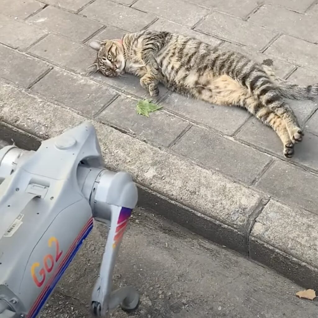 四足の歩行ロボに対峙した猫、なぜか寝転び後脚伸ばす | 猫ジャーナル