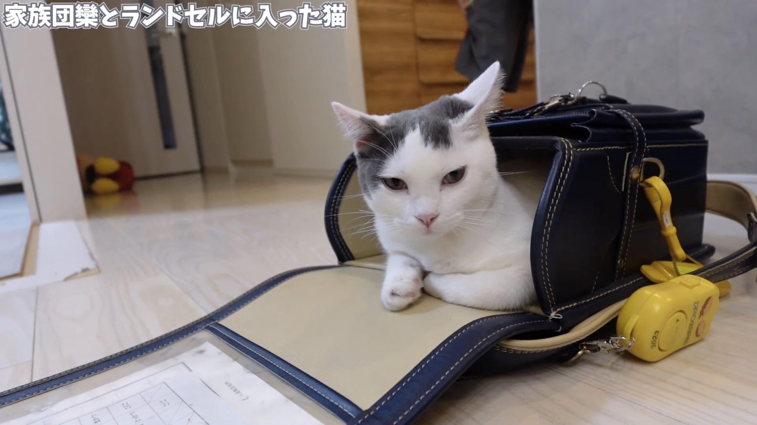 販売 猫 ランドセル