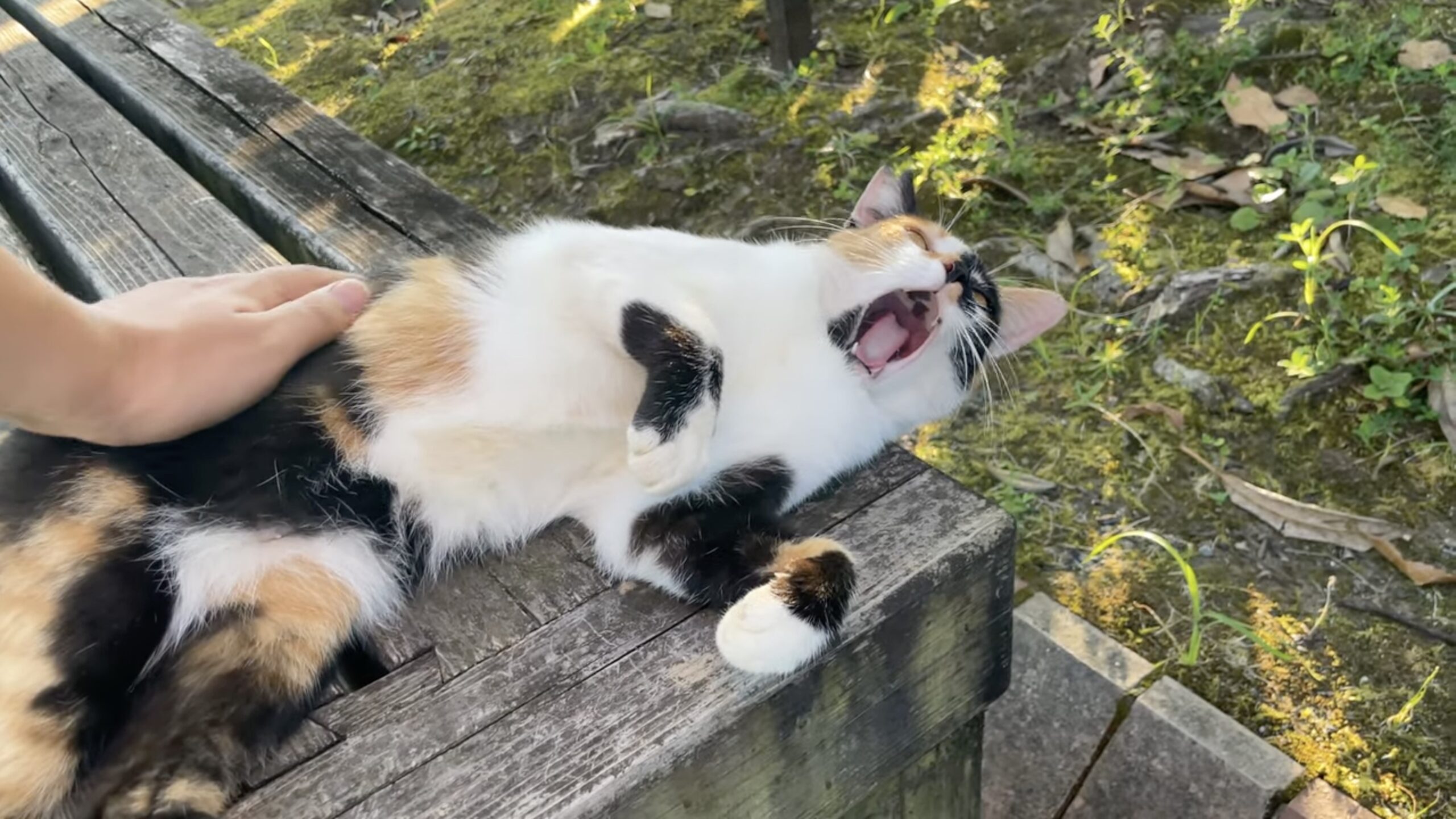 緑の木と三毛猫さん ベンチで寝転ぶ優しき三毛猫、カメラの前で全力サービス | 猫ジャーナル