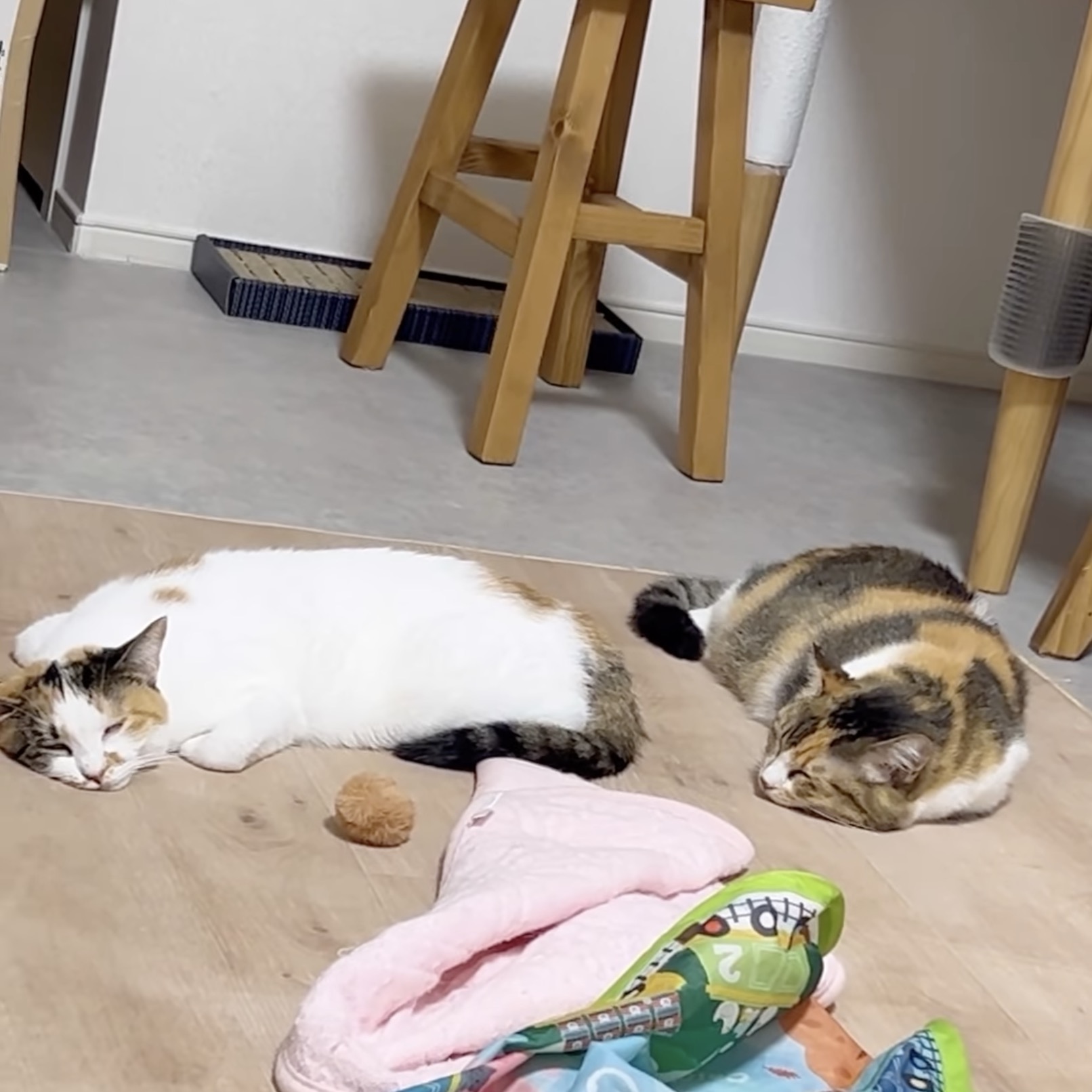 240919cat02.jpg
