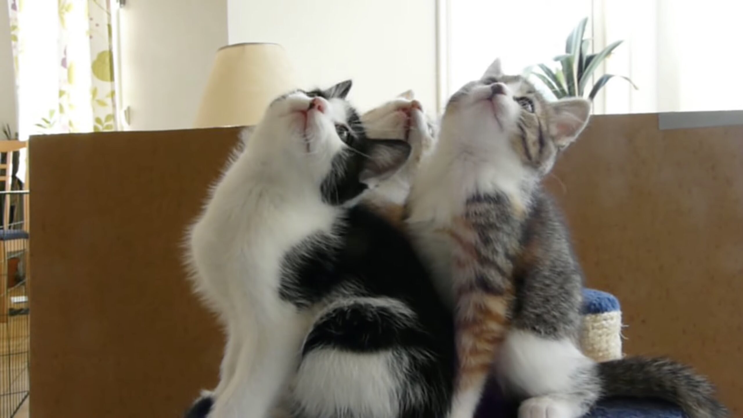 （2008）猫シンクロ（透明2重スリーブ付き） 240929cat-scaled.jpg