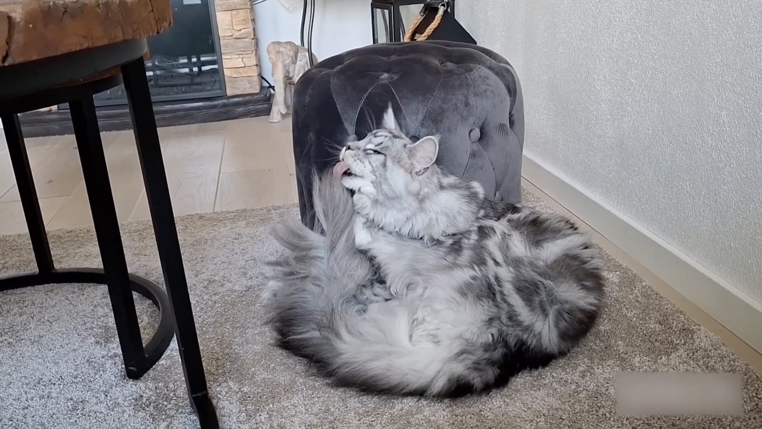 猫　毛づくろい 250508cat-scaled.jpg